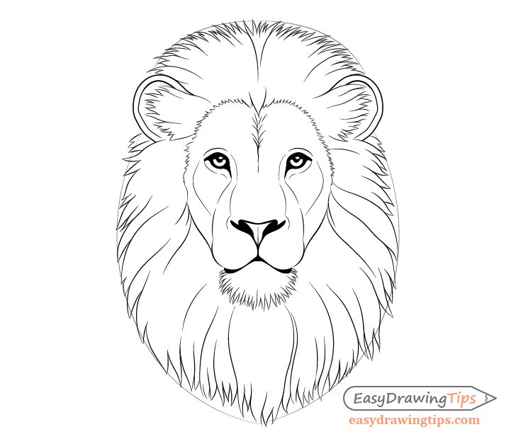 Simple Lion Drawing HighQuality Drawing Skill