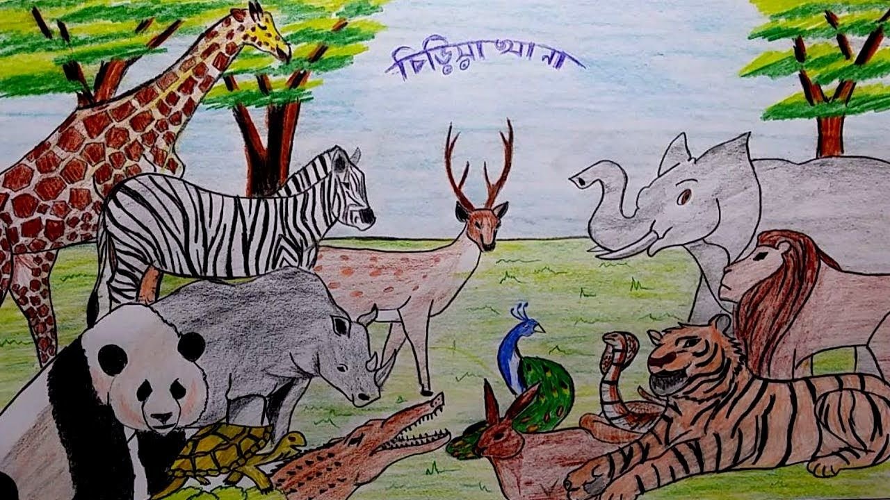 Zoo Drawing Pics Drawing Skill