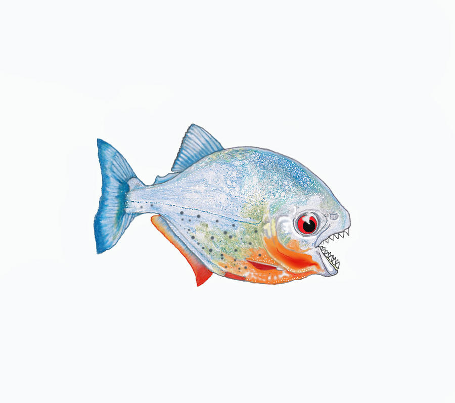 Piranha Drawing, Pencil, Sketch, Colorful, Realistic Art Images