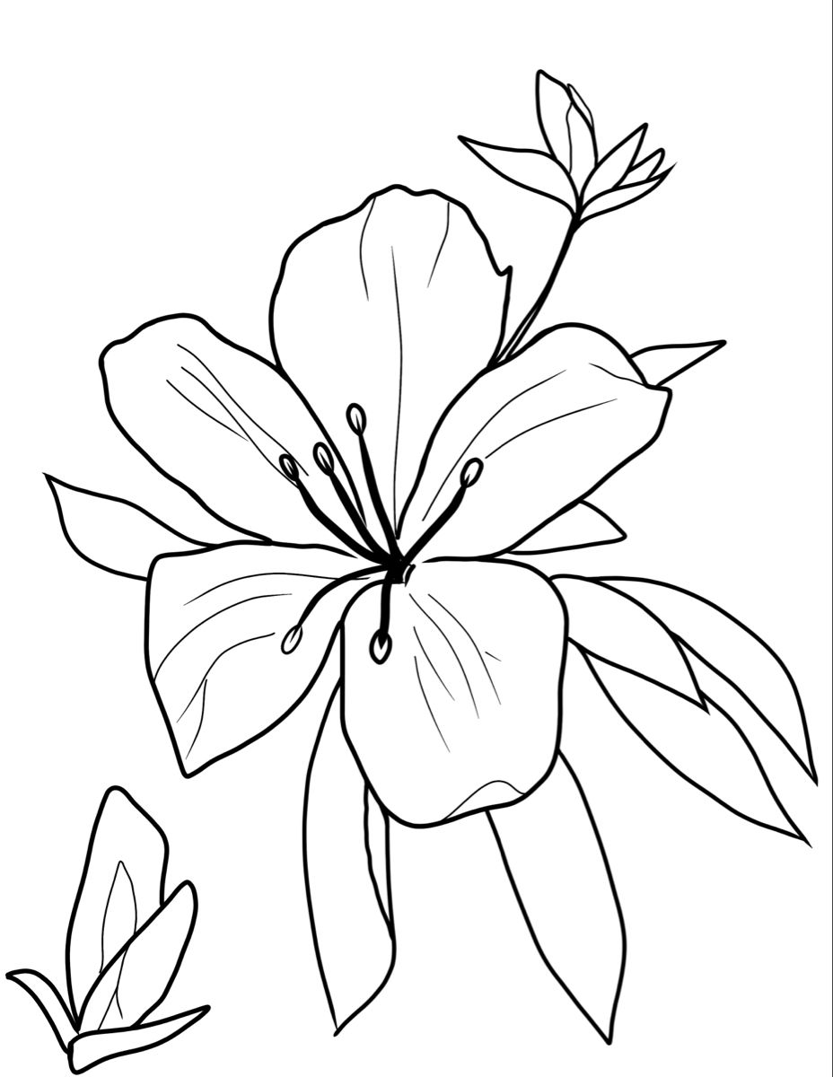 Azalea Drawing Skill