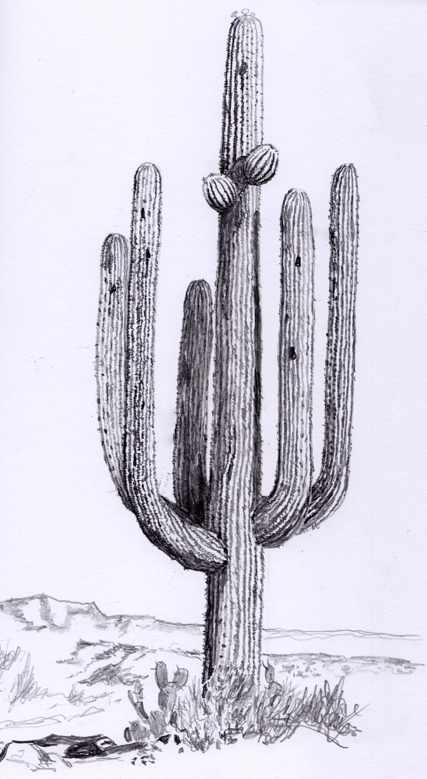 Cactus Drawing Image Drawing Skill