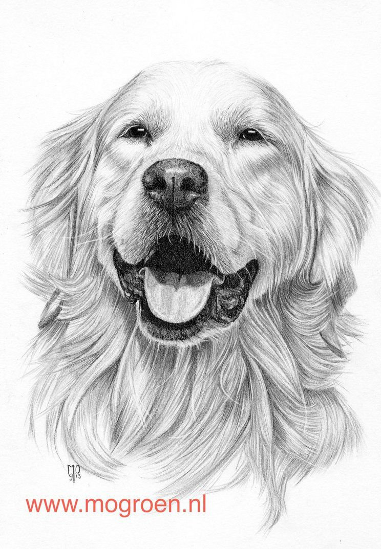 Golden Retriever Drawing Realistic Drawing Skill