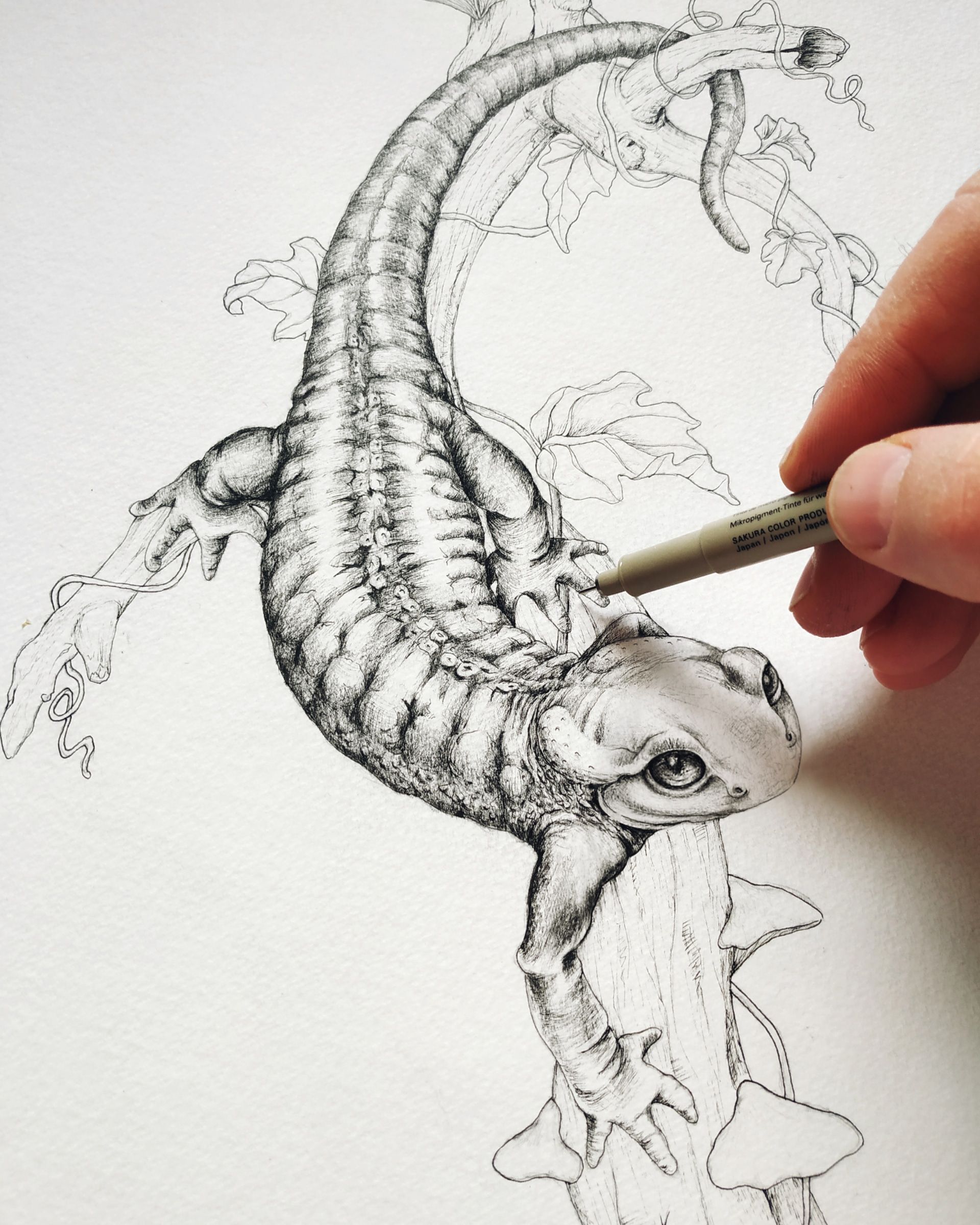 Salamander Drawing Images Drawing Skill