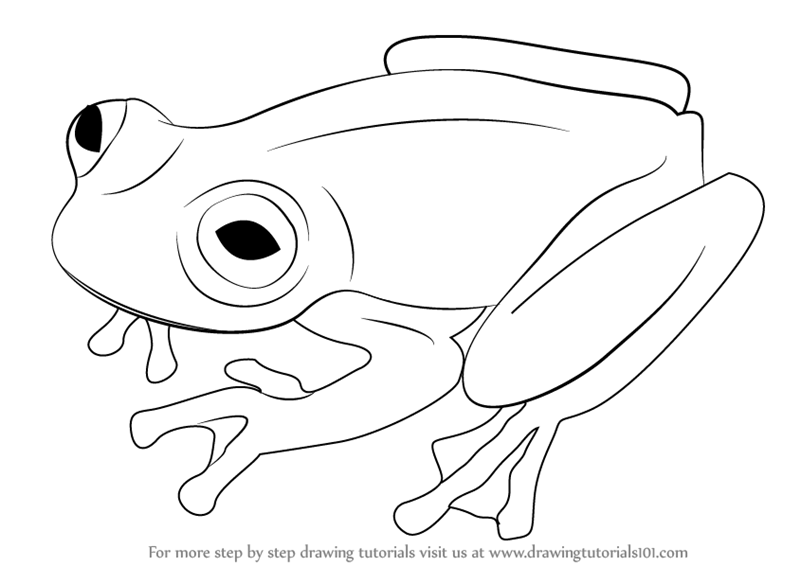 How to Draw a Glass Frog (Amphibians) Step by Step