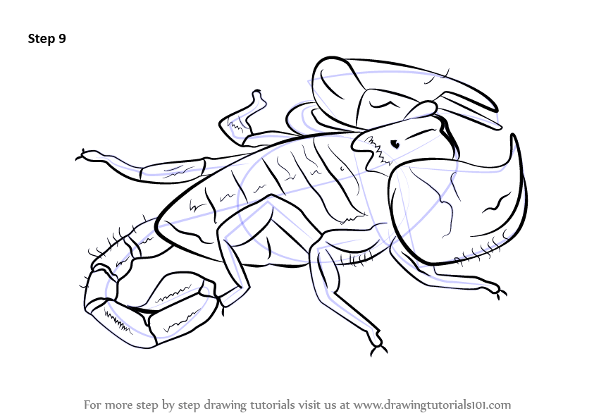 Step by Step How to Draw a Scorpion