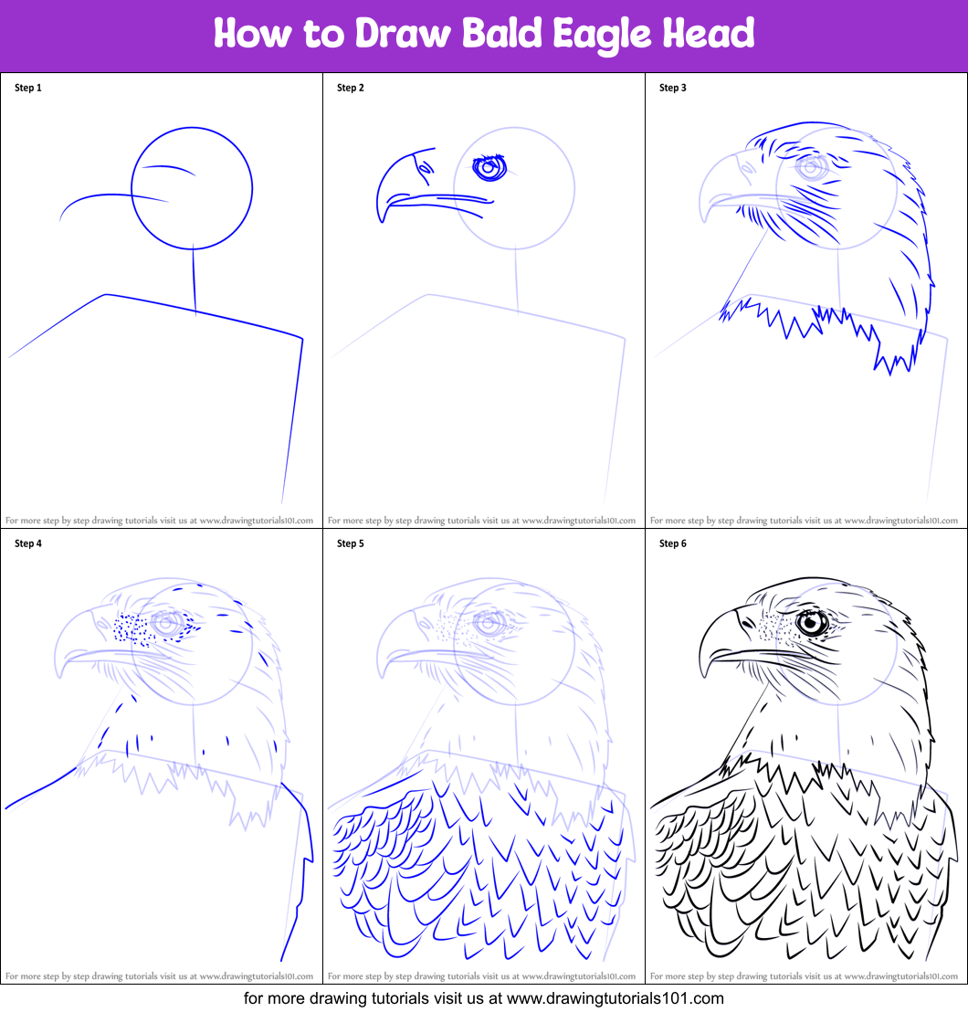 Collection 32+ Pictures how to draw a bald eagle head Latest