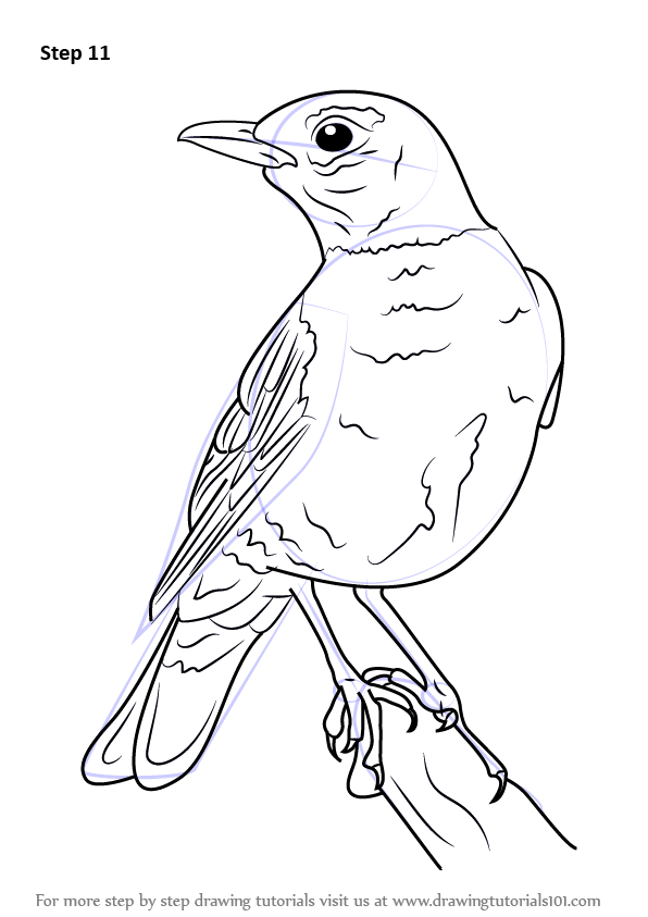 Learn How to Draw an American robin (Birds) Step by Step Drawing