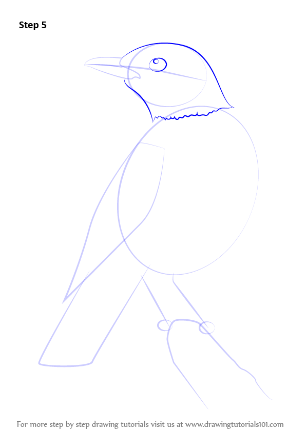 Learn How to Draw an American robin (Birds) Step by Step Drawing