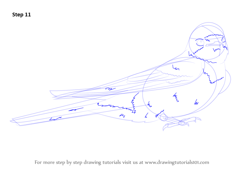Step by Step How to Draw a Barn swallow