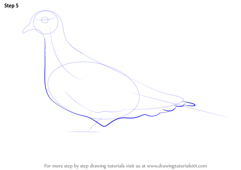 Learn How to Draw a Collared Dove (Birds) Step by Step Drawing Tutorials