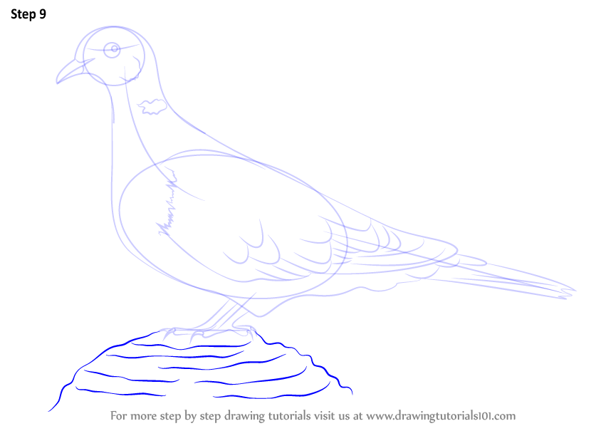 How to Draw a Collared Dove (Birds) Step by Step