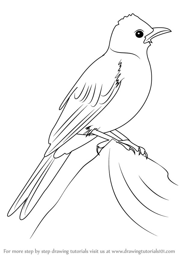 Line Drawing Bird Learn How To Draw A Common Bulbul (Birds) Step By