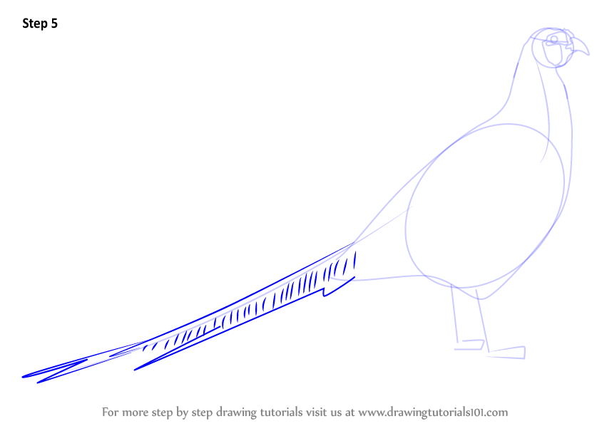 Learn How to Draw a Common pheasant (Birds) Step by Step Drawing Tutorials