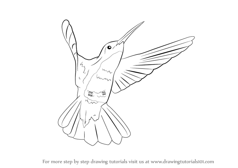 Learn How to Draw a Hummingbird (Birds) Step by Step