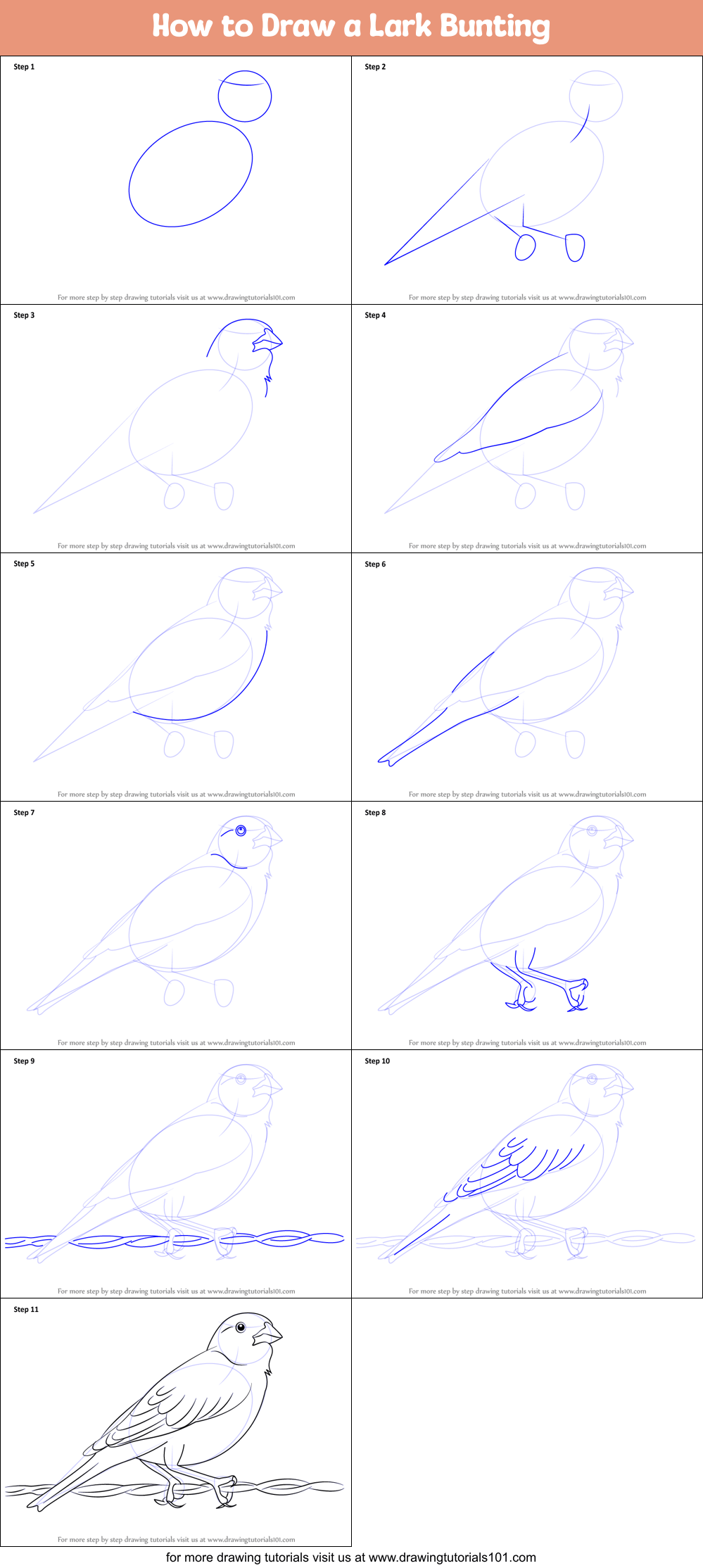 How to Draw a Lark Bunting printable step by step drawing sheet