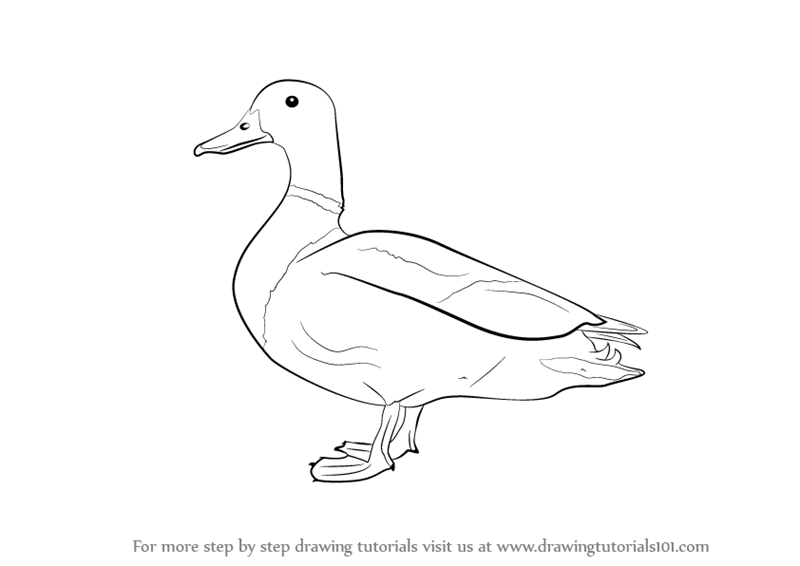 Mallard Duck Drawing