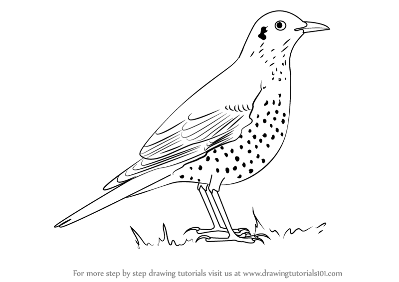 Learn How to Draw a Mistle Thrush (Birds) Step by Step Drawing Tutorials
