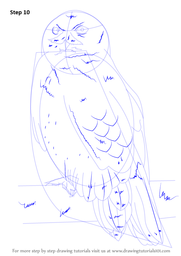 Learn How to Draw a Snowy Owl (Birds) Step by Step Drawing Tutorials
