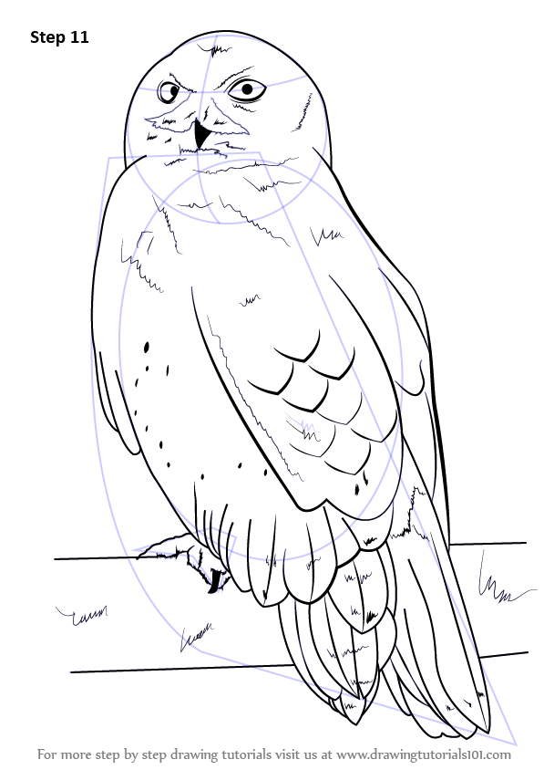 Learn How to Draw a Snowy Owl (Birds) Step by Step Drawing Tutorials