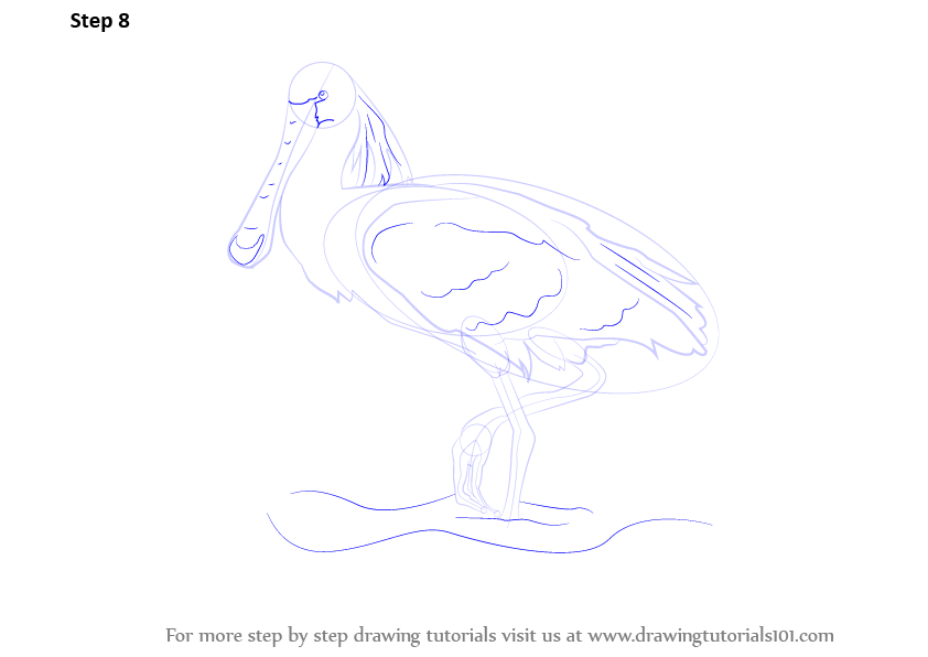 Spoonbill Bird in a Zoo coloring page ColouringPages