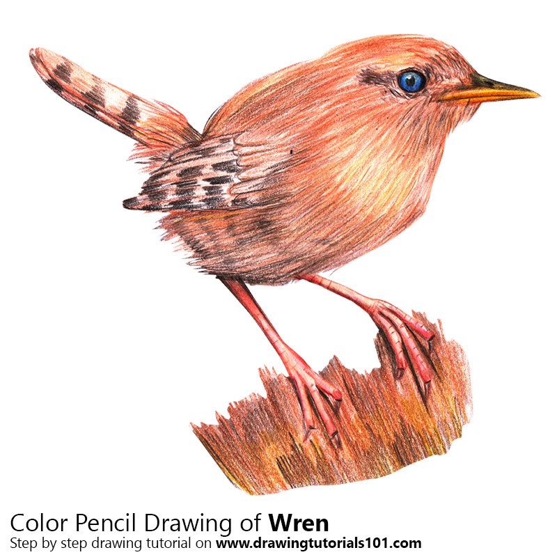 How to Draw a Wren (Birds) Step by Step