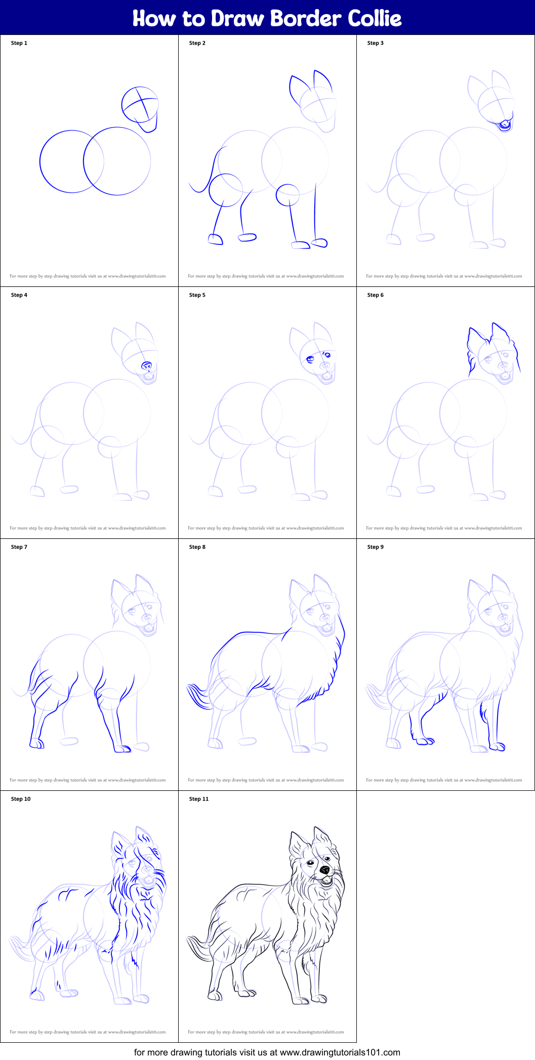 How to Draw Border Collie (Dogs) Step by Step
