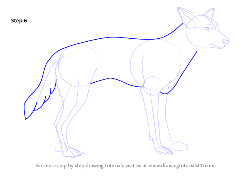 Learn How to Draw a Dingo (Dogs) Step by Step Drawing Tutorials