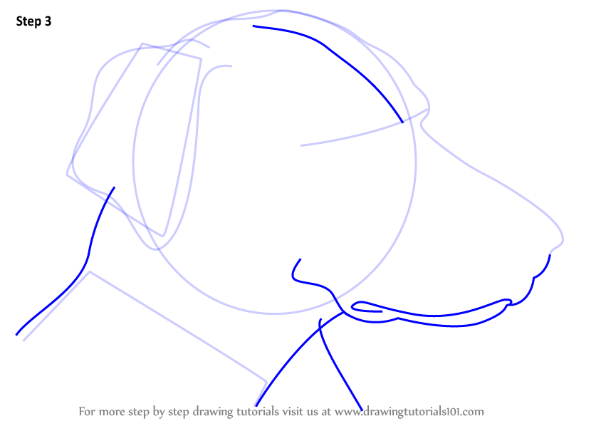 Learn How to Draw Doberman Face (Dogs) Step by Step