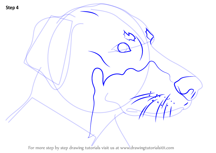 Learn How to Draw Doberman Face (Dogs) Step by Step