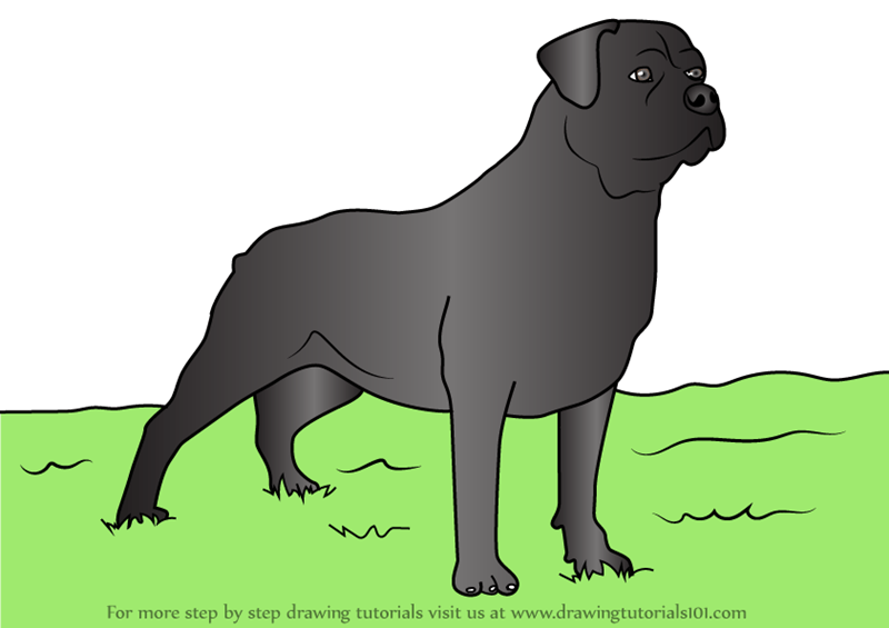 Learn How to Draw a German Rottweiler (Dogs) Step by Step
