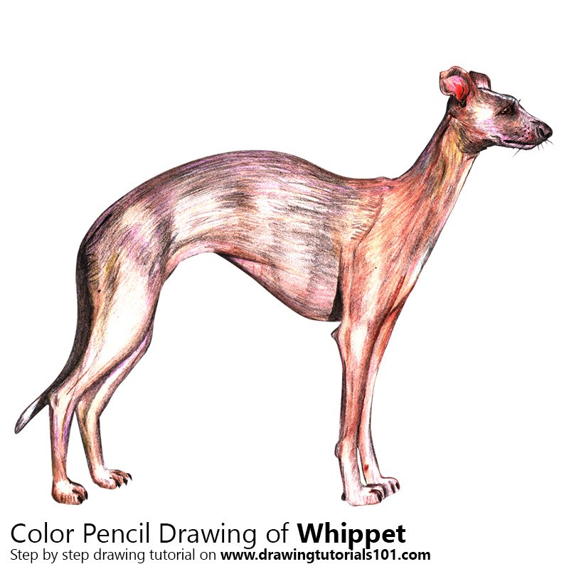 Whippet Colored Pencils Drawing Whippet with Color Pencils