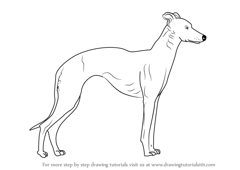 Whippet Coloring Pages
