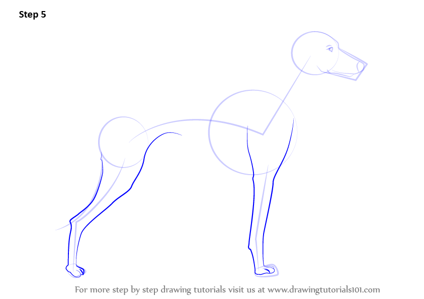 Learn How to Draw a Whippet (Dogs) Step by Step Drawing Tutorials