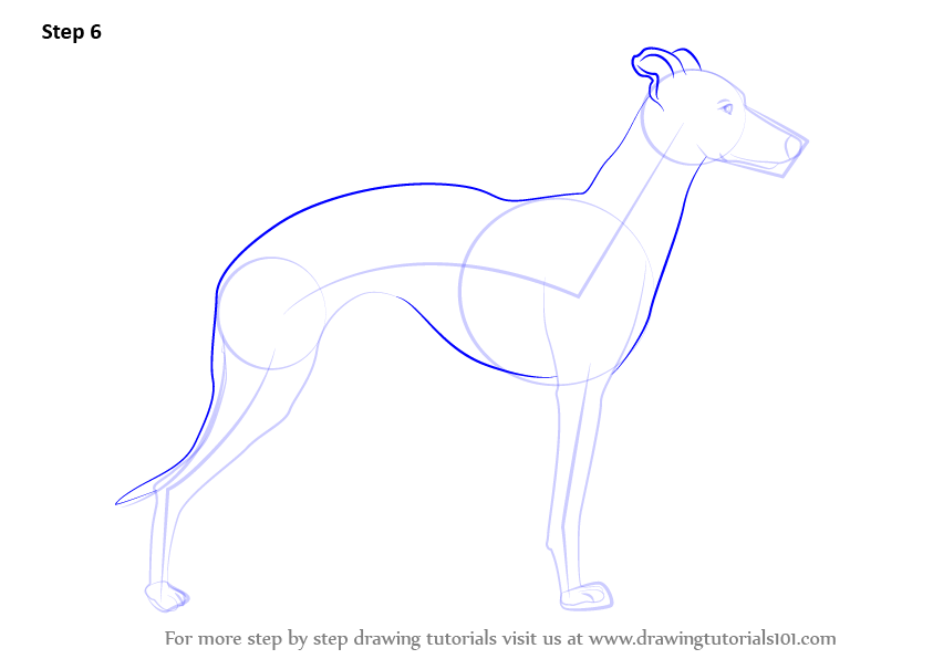 Step by Step How to Draw a Whippet