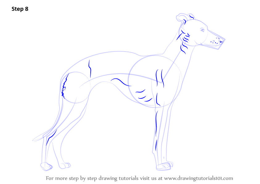 Learn How to Draw a Whippet (Dogs) Step by Step Drawing Tutorials