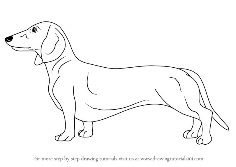 Learn How to Draw a Dachshund (Farm Animals) Step by Step Drawing