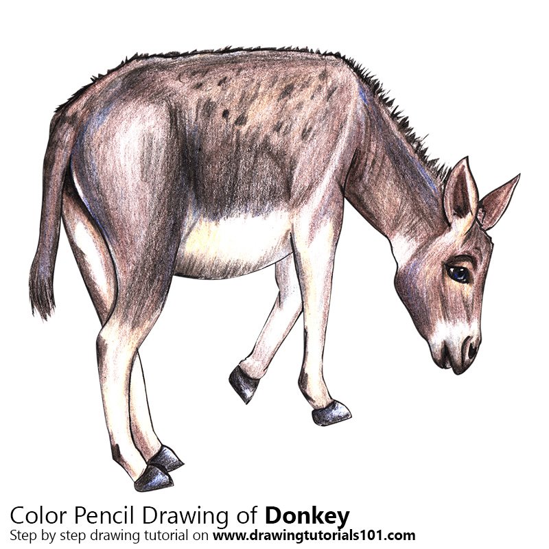 Donkey Colored Pencils Drawing Donkey with Color Pencils