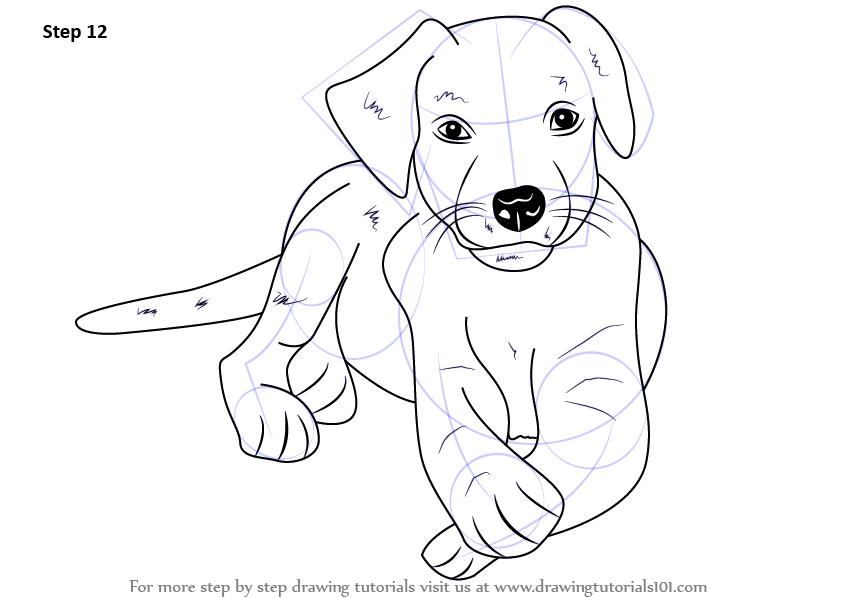 Step by Step How to Draw a Labrador Puppy