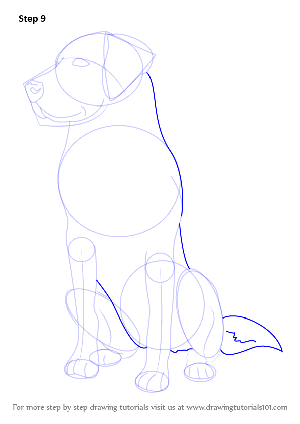 Learn How to Draw a Labrador (Farm Animals) Step by Step Drawing