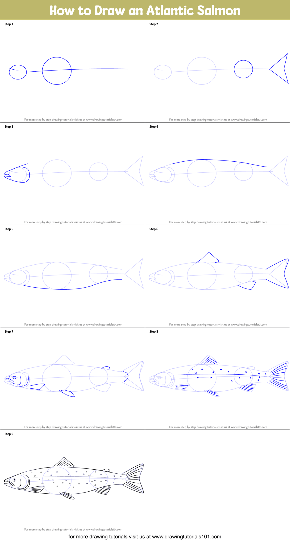 How to Draw an Atlantic Salmon printable step by step drawing sheet