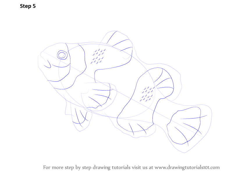 Step by Step How to Draw a Clownfish