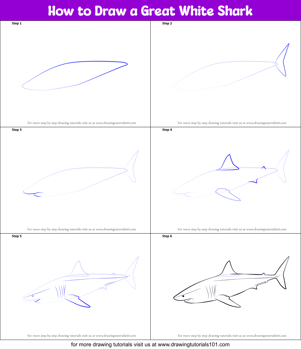 Great White Sharks Drawings