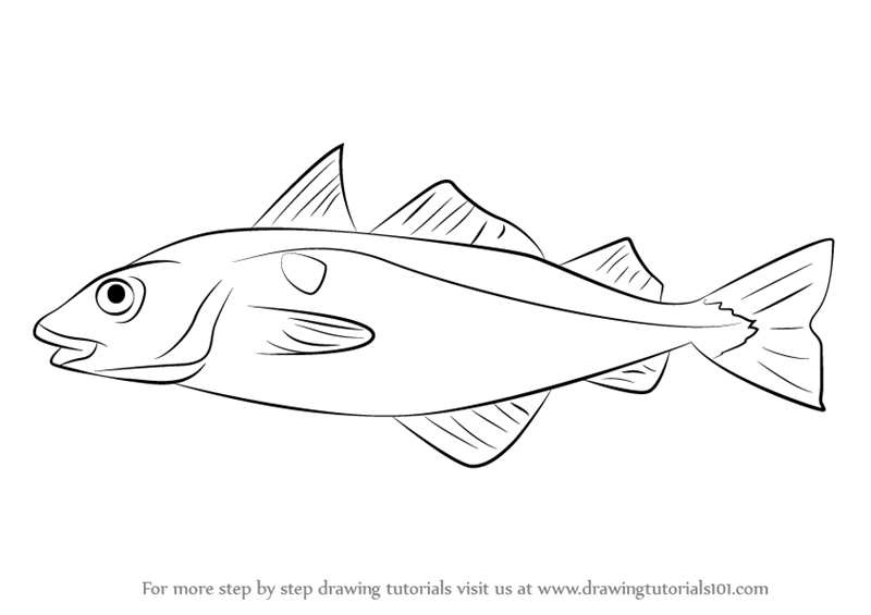 Learn How to Draw a Haddock (Fishes) Step by Step Drawing Tutorials