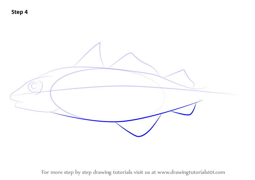 How to Draw a Haddock (Fishes) Step by Step