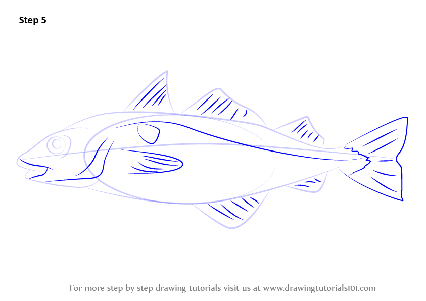 How to Draw a Haddock (Fishes) Step by Step