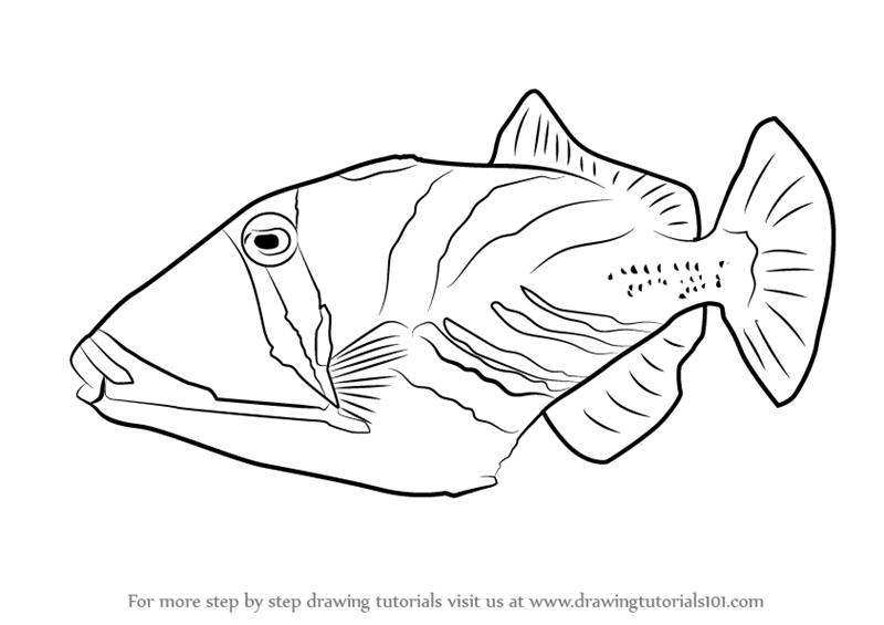 Learn How to Draw a Lagoon Triggerfish (Fishes) Step by