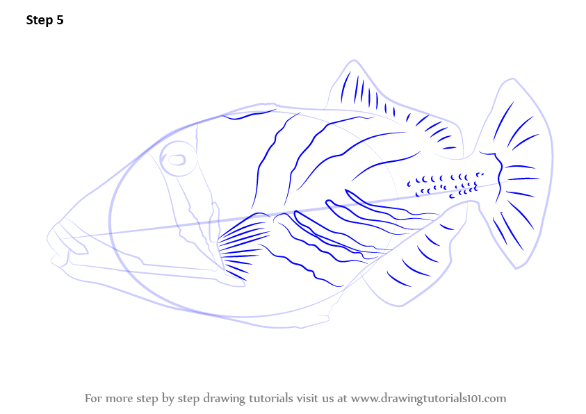 Learn How to Draw a Lagoon Triggerfish (Fishes) Step by