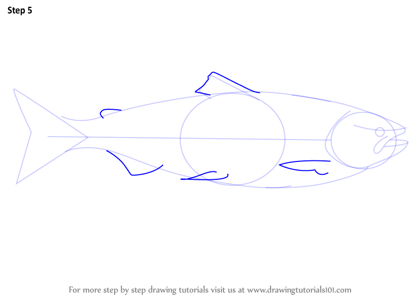 Learn How to Draw a Salmon (Fishes) Step by Step Drawing Tutorials