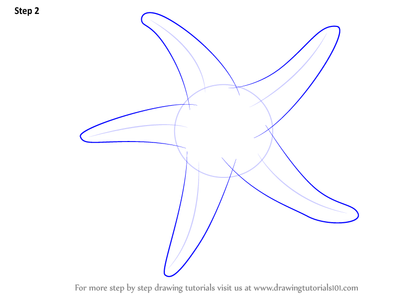 Learn How to Draw a Starfish (Fishes) Step by Step Drawing Tutorials