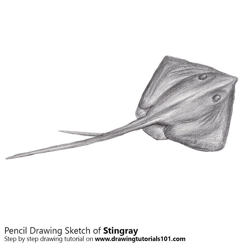 Stingray Pencil Drawing How to Sketch Stingray using Pencils